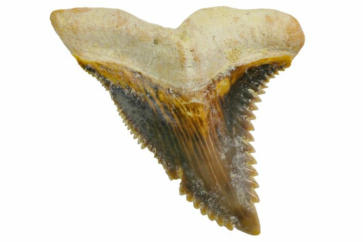 Fossil Shark Tooth (Hemipristis) - Bone Valley, Florida #145128